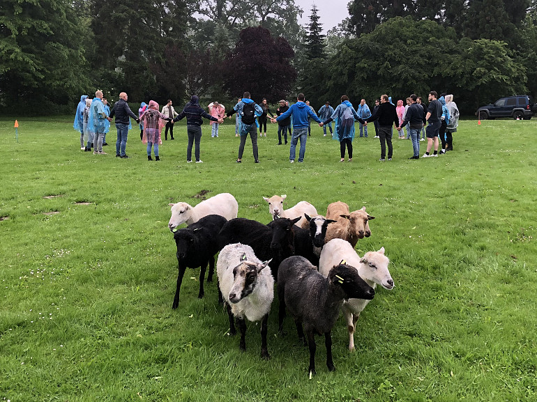 Wat je kunt leren van honden en schapen